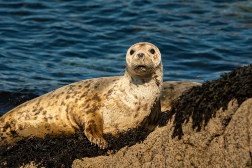Balades en mer et sorties bateau